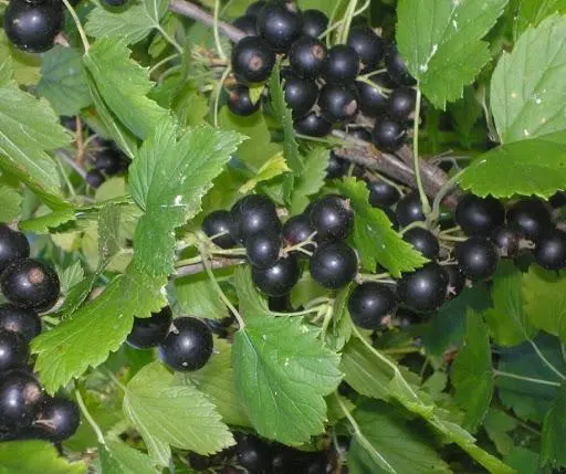 Blackcurrant Heiress: description, planting and care