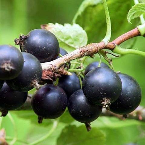 Blackcurrant Hercules