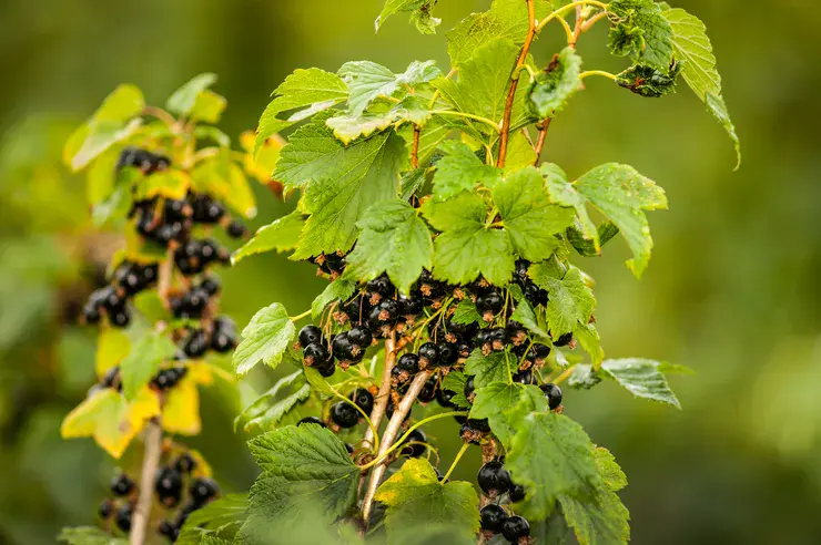 Blackcurrant Hercules