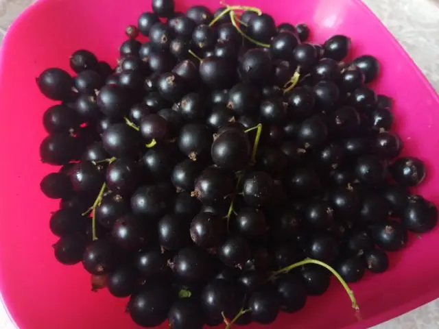 Blackcurrant jam recipes for the winter: with cherries, bananas, irga, apples