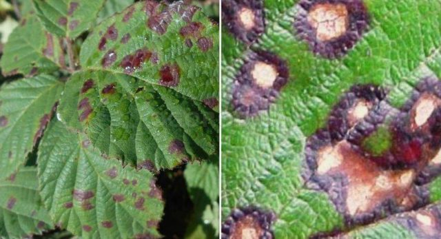 Blackcurrant leaves curl: what to do