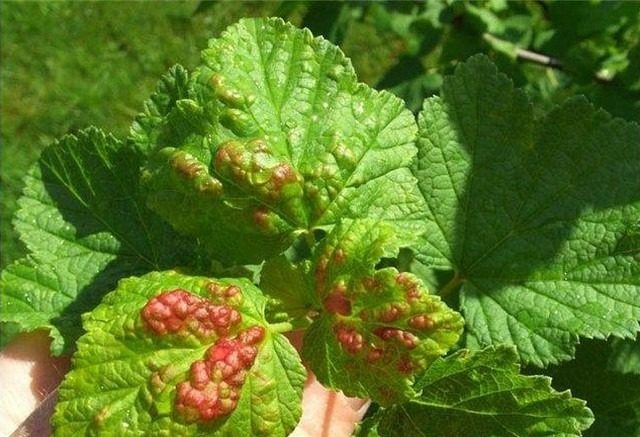 Blackcurrant leaves curl: what to do