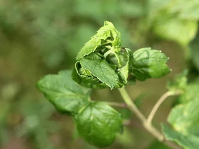 Blackcurrant leaves curl: what to do