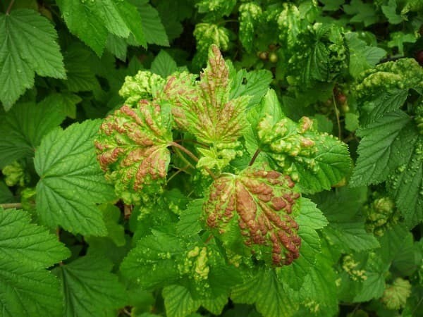 Blackcurrant leaves curl: what to do