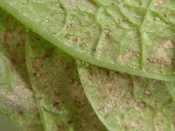 Blackcurrant leaves curl: what to do