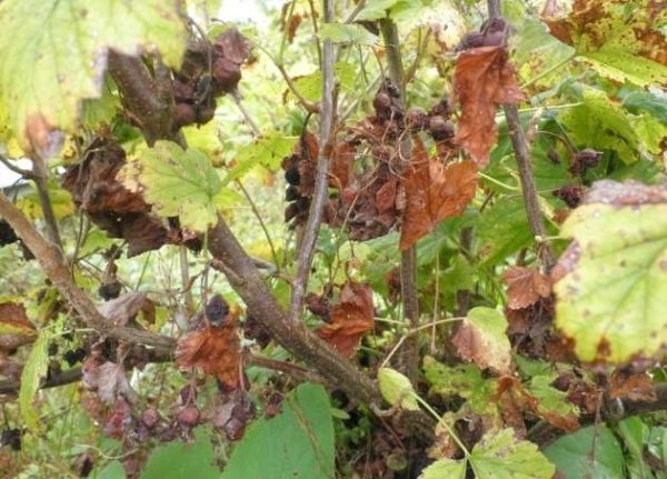 Blackcurrant leaves curl: what to do