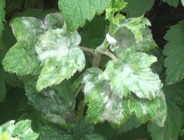 Blackcurrant leaves curl: what to do