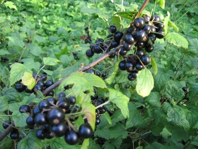 Blackcurrant Leningrad giant