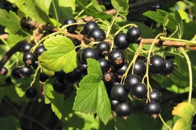 Blackcurrant Little Prince: description, planting and care