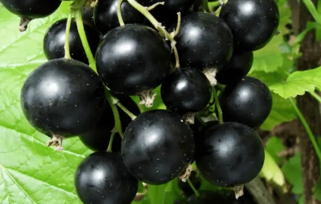 Blackcurrant Little Prince: description, planting and care