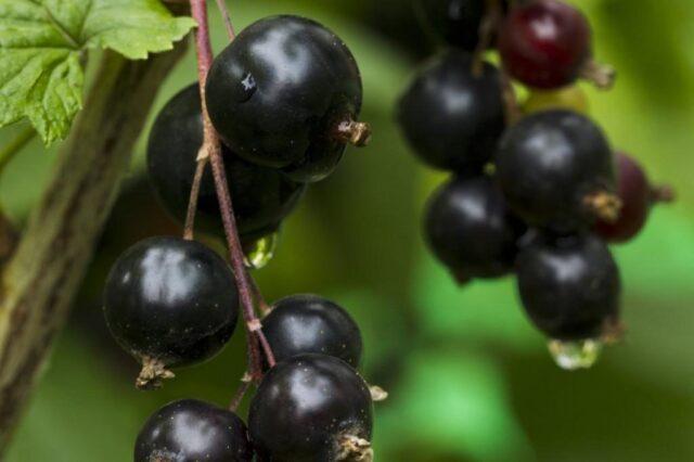 Blackcurrant Little Prince: description, planting and care