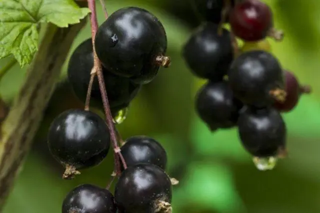 Blackcurrant Little Prince: description, planting and care