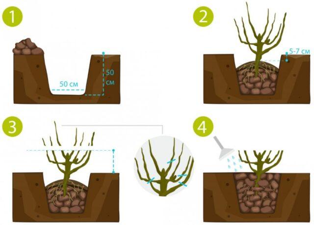 Blackcurrant Little Prince: description, planting and care