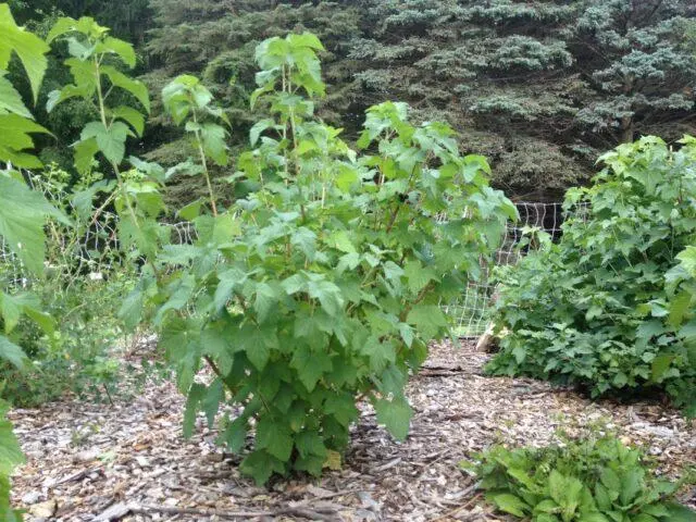 Blackcurrant Little Prince: description, planting and care