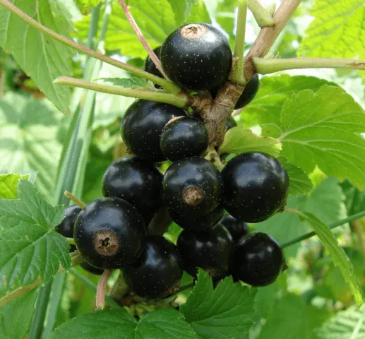 Blackcurrant Little Prince: description, planting and care