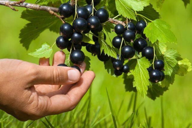 Blackcurrant Little Prince: description, planting and care