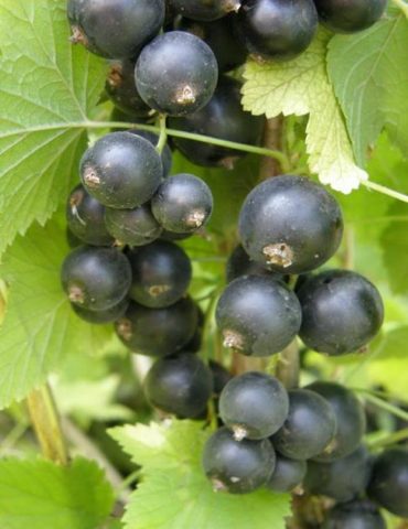 Blackcurrant Minx: planting and care, cultivation