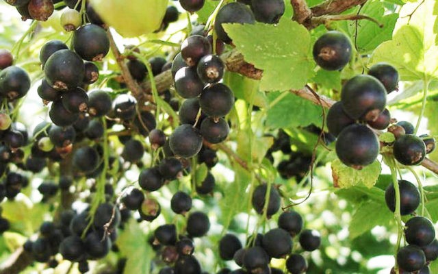 Blackcurrant Minx: planting and care, cultivation