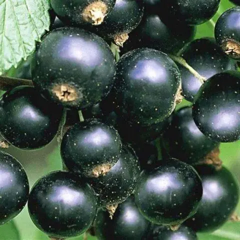 Blackcurrant Myth: description, planting and care