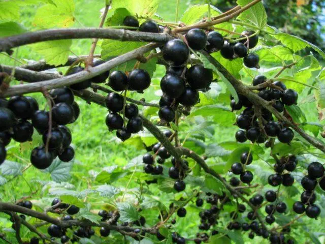 Blackcurrant Myth: description, planting and care