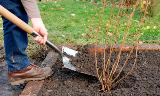 Blackcurrant Myth: description, planting and care