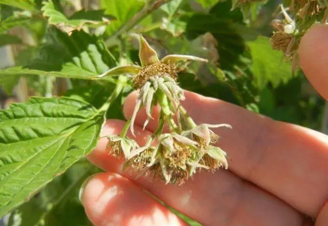 Blackcurrant Myth: description, planting and care