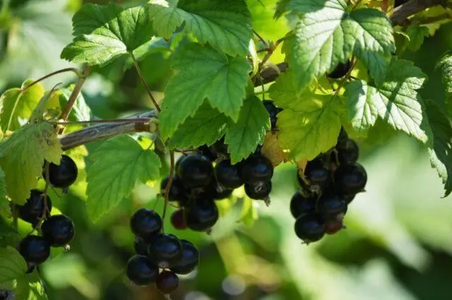 Blackcurrant Myth: description, planting and care