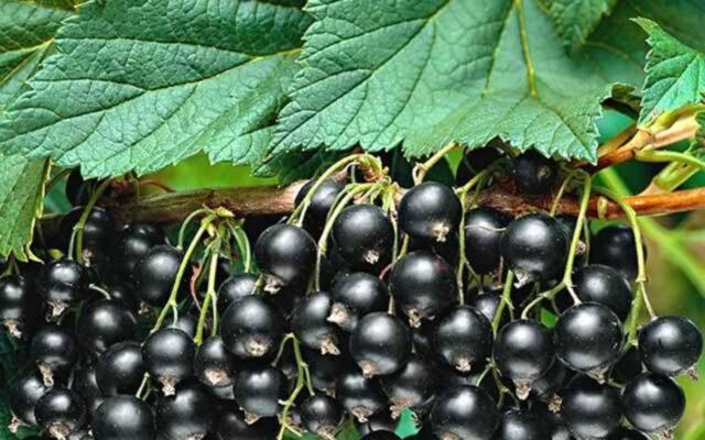 Blackcurrant Nanny: description, planting and care