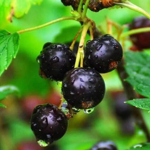 Blackcurrant Nanny: description, planting and care