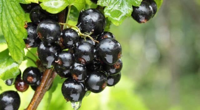 Blackcurrant Nanny: description, planting and care