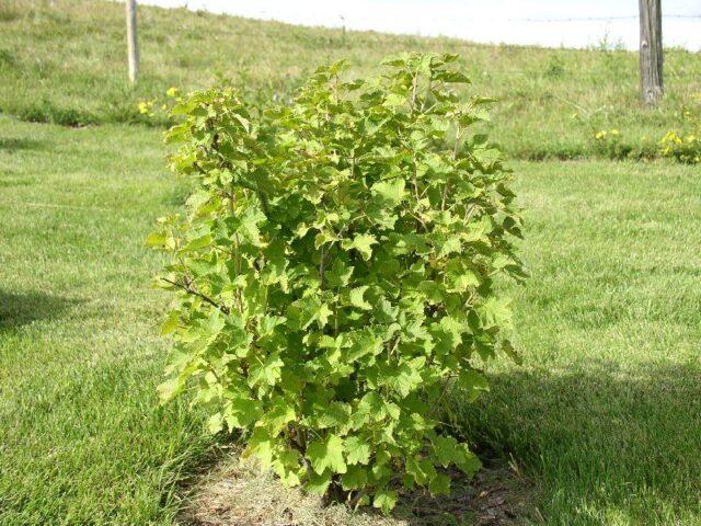 Blackcurrant Nanny: description, planting and care