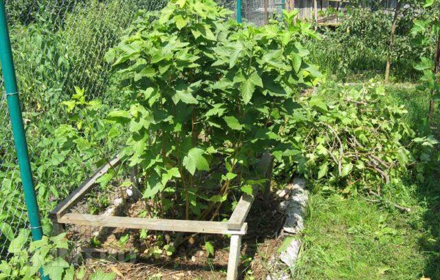 Blackcurrant Nanny: description, planting and care