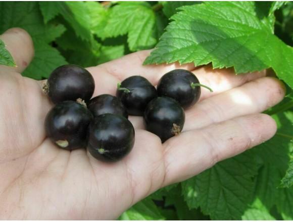 Blackcurrant Nightingale night: description, planting and care