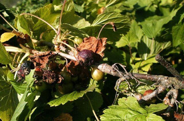 Blackcurrant Nightingale night: description, planting and care