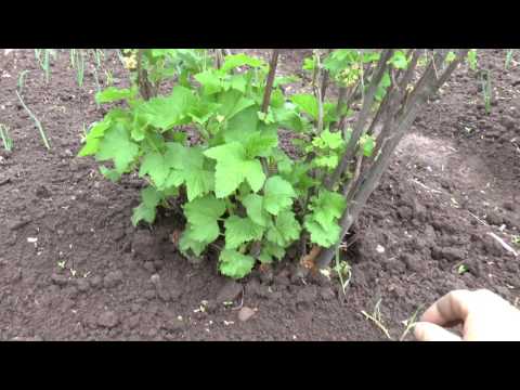 Blackcurrant Nightingale night: description, planting and care