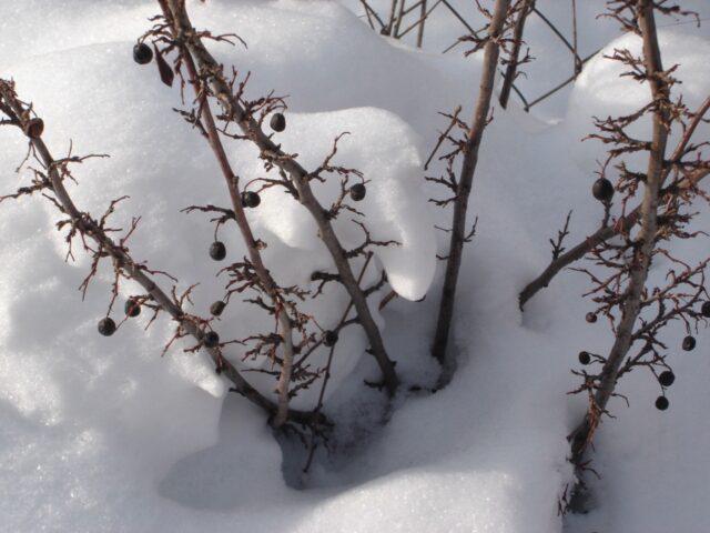 Blackcurrant Nightingale night: description, planting and care