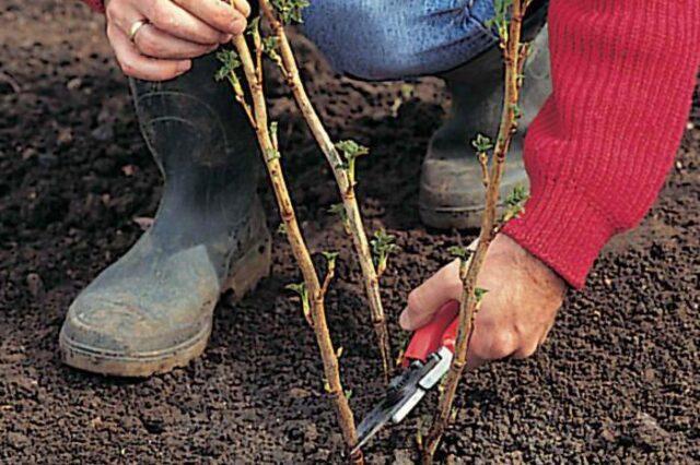 Blackcurrant Nightingale night: description, planting and care