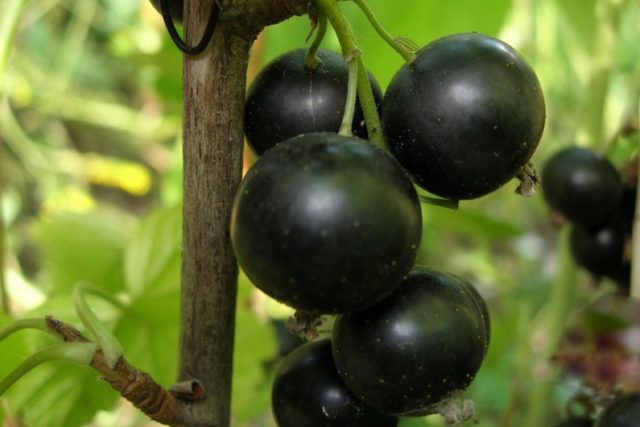 Blackcurrant Orlovsky waltz: planting and care