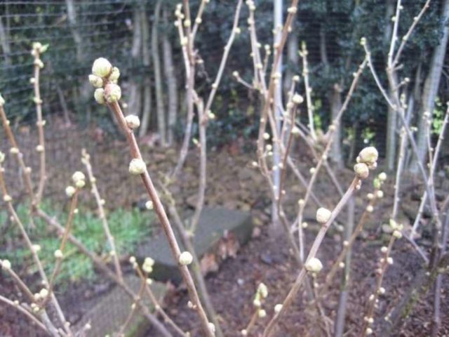 Blackcurrant Orlovsky waltz: planting and care