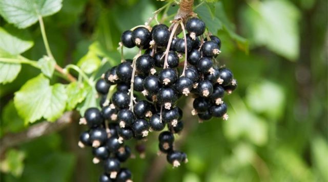 Blackcurrant Orlovsky waltz: planting and care