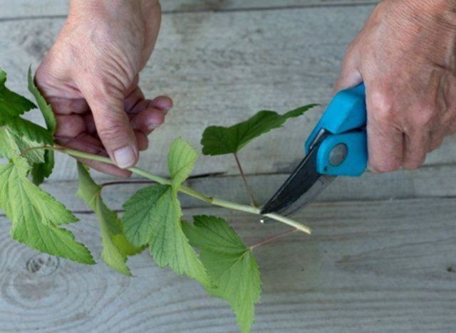 Blackcurrant Orlovsky waltz: planting and care