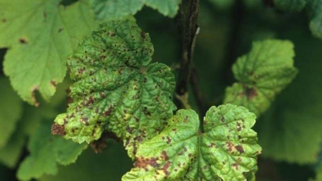 Blackcurrant Orlovsky waltz: planting and care