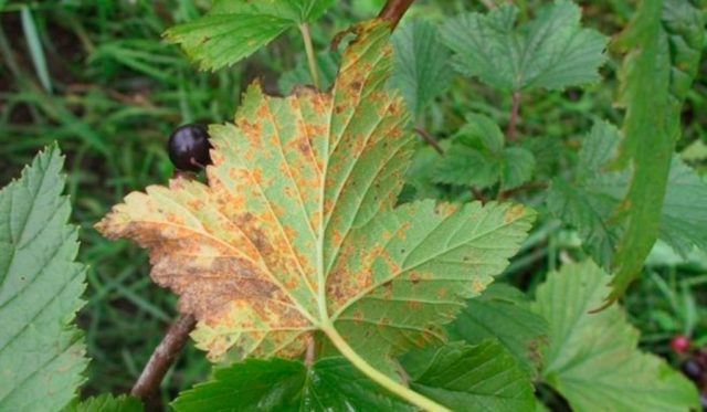 Blackcurrant Orlovsky waltz: planting and care