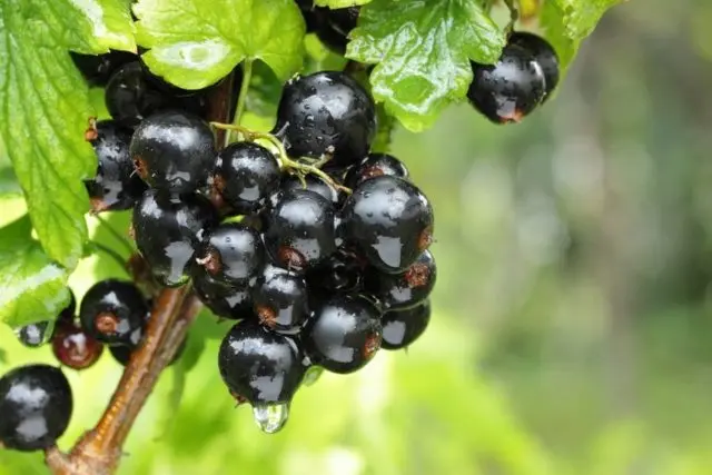 Blackcurrant Oryol Serenade: reviews, planting and care