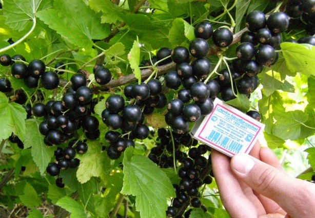 Blackcurrant Oryol Serenade: reviews, planting and care