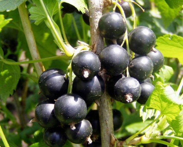 Blackcurrant Oryol Serenade: reviews, planting and care