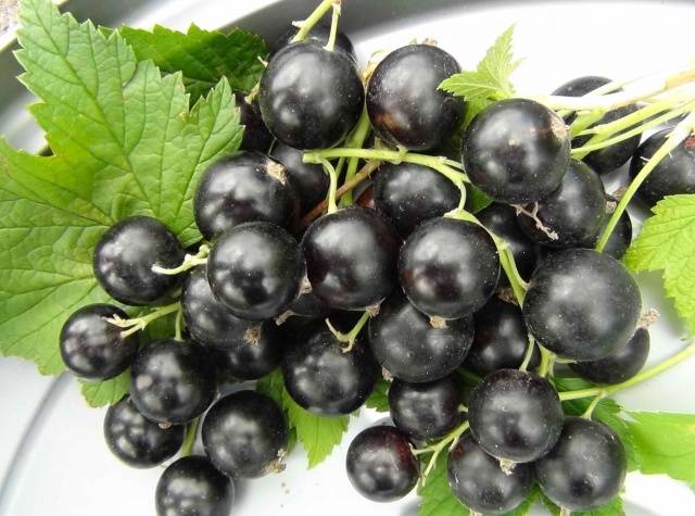 Blackcurrant Perun