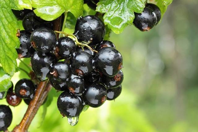 Blackcurrant Perun