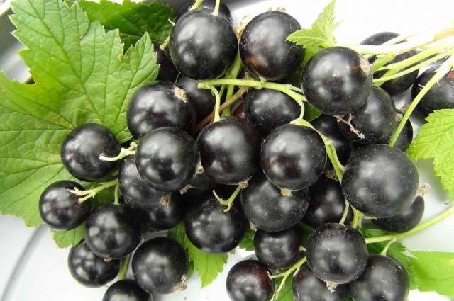 Blackcurrant Perun