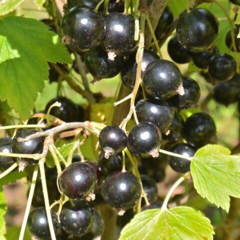 Blackcurrant Pilot: variety description, agricultural technology